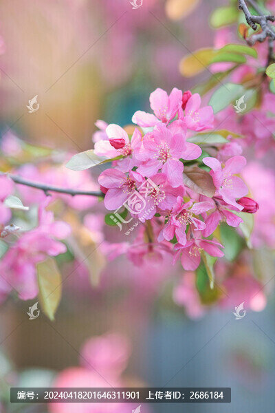 海棠花