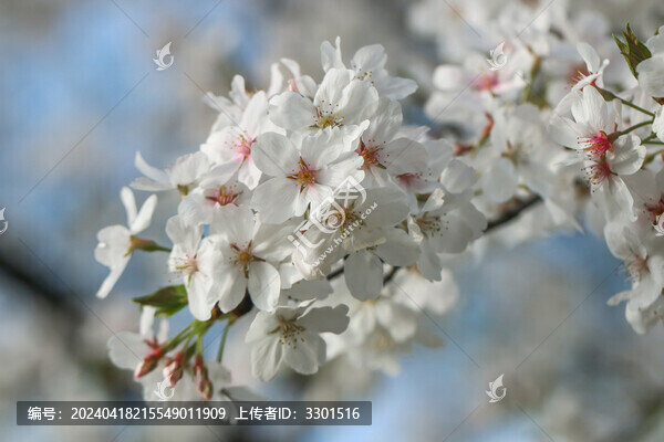 潔白的櫻花