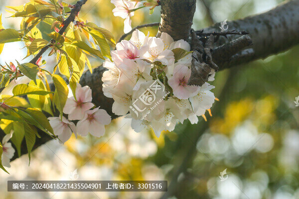 唯美櫻花