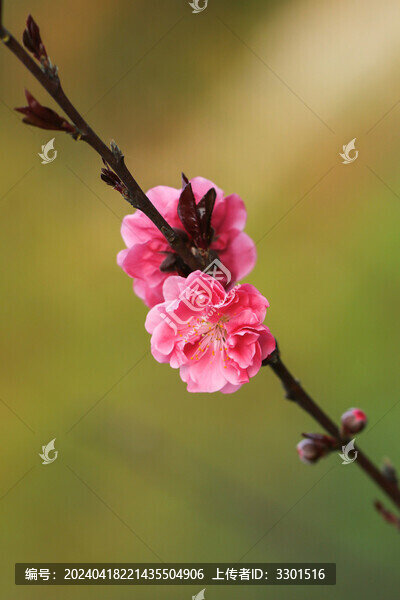 桃花特寫