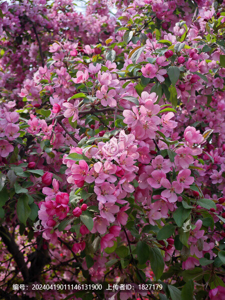 紅色海棠花