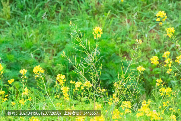 油菜花
