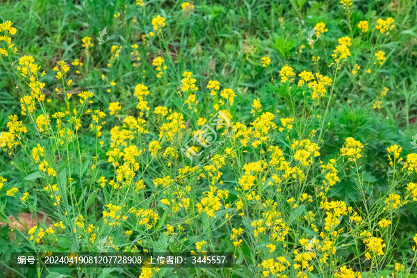 油菜花特寫