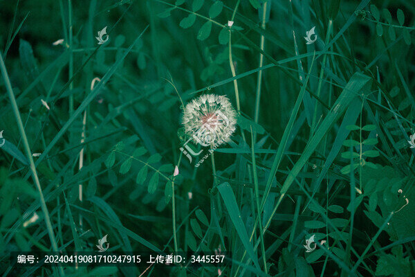 蒲公英白色絨花