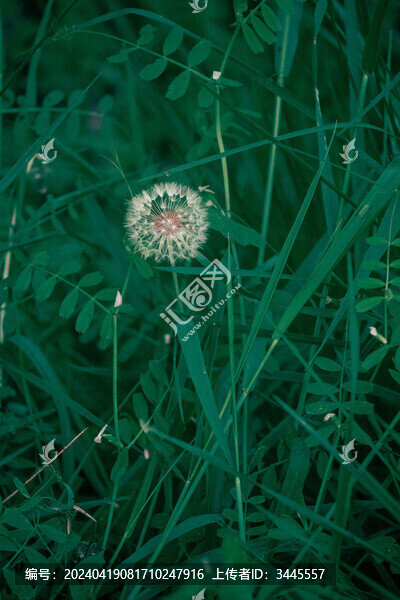 蒲公英絨花