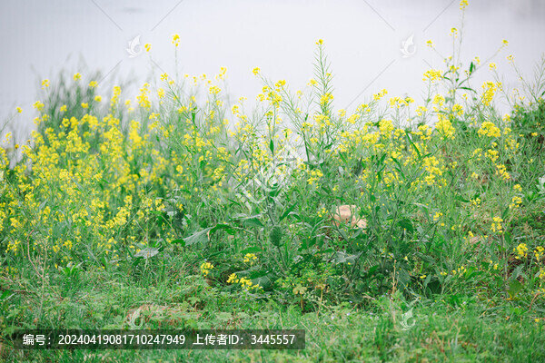 油菜花