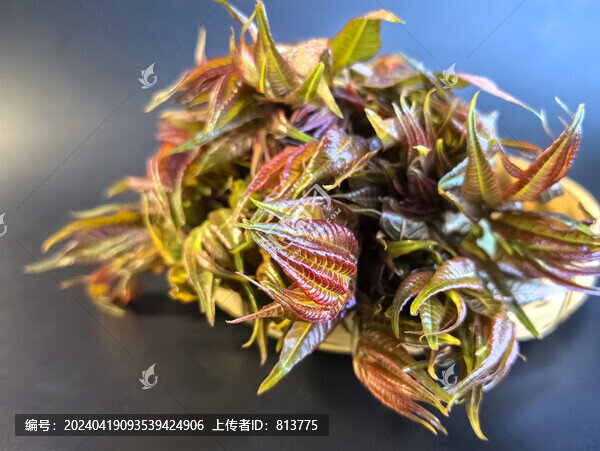 拍攝香椿