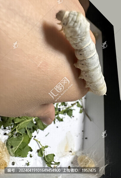 熟蠶