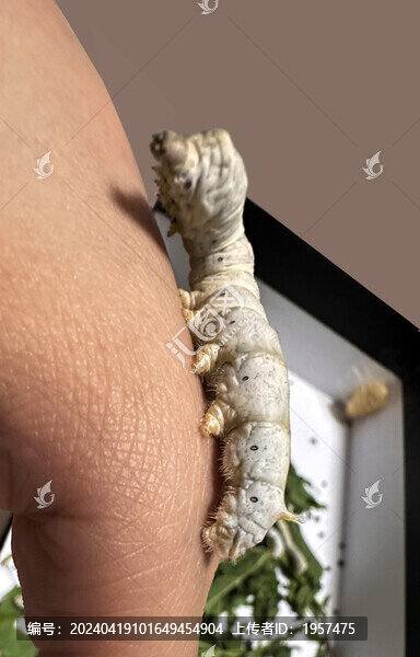 爬行的蠶