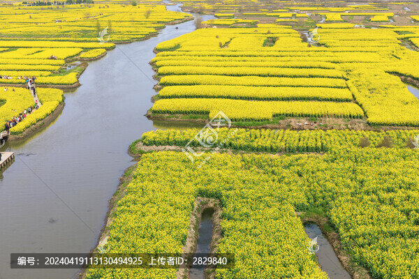 興化千垛油菜花田