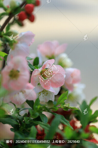 海棠花