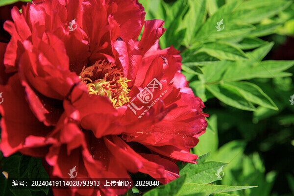 紅牡丹花