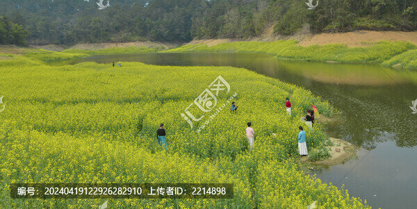 油菜花