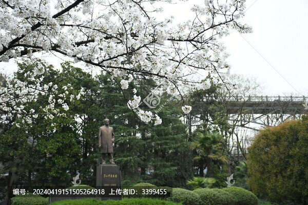 櫻花