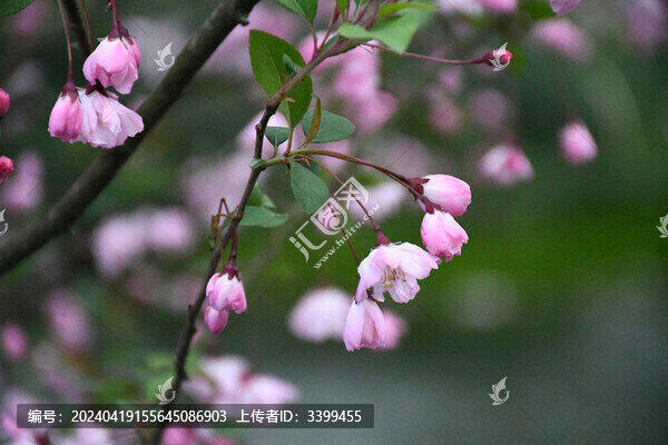 海棠花