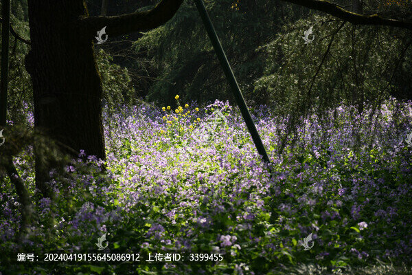 蘭花盛開