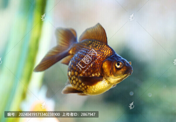 珍珠鱗金魚