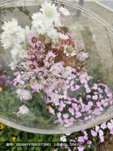 粵港澳大灣區(qū)花展