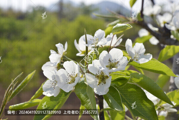 梨花