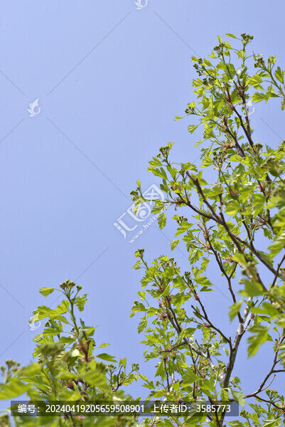 山楂花