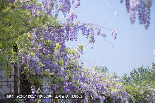 紫藤蘿花海