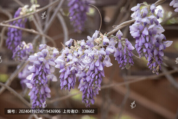 紫藤蘿花枝