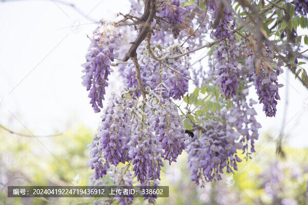 紫藤蘿花團(tuán)