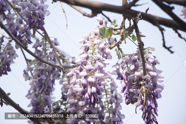 紫藤蘿花