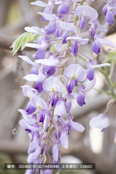 紫藤蘿花