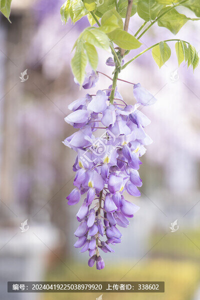 紫藤蘿花朵