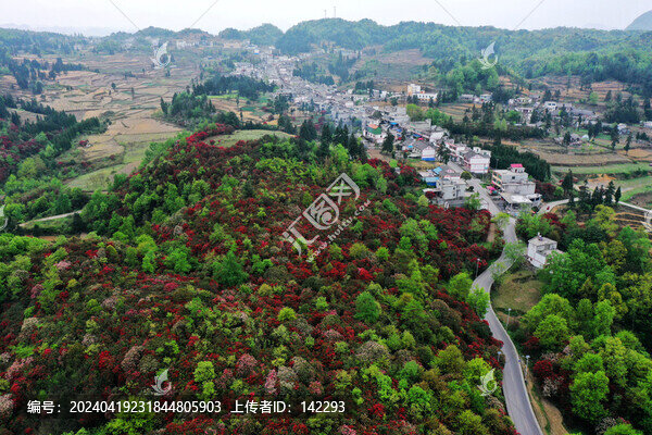 百里杜鵑風光
