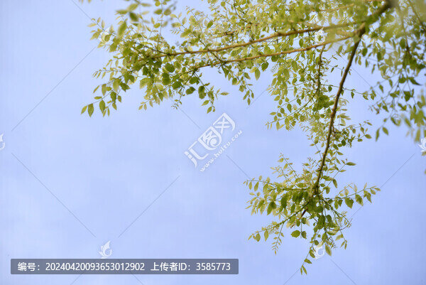 金枝槐