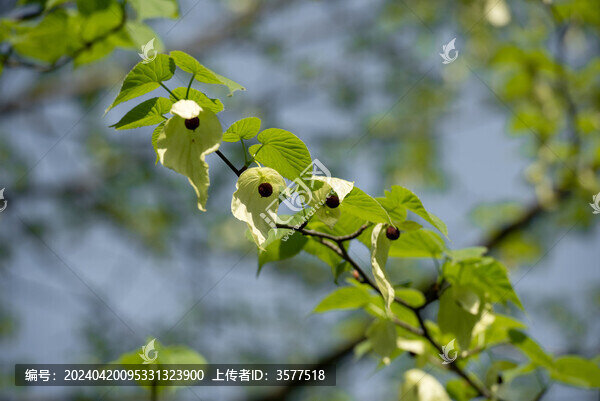 珙桐花
