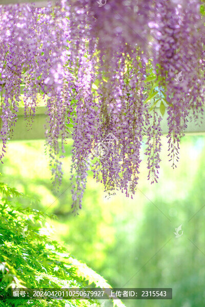 春天盛開的紫藤花