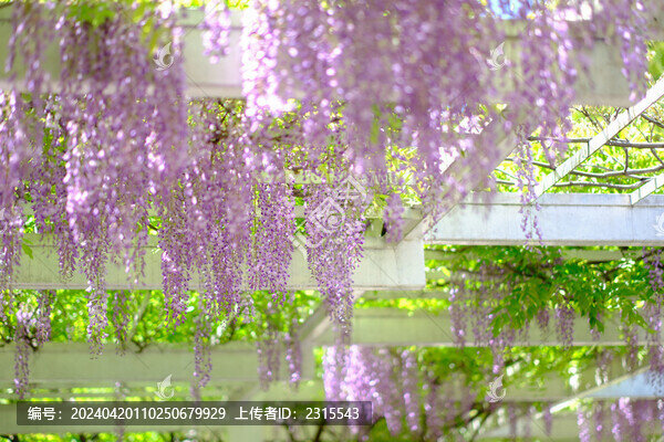 紫藤花