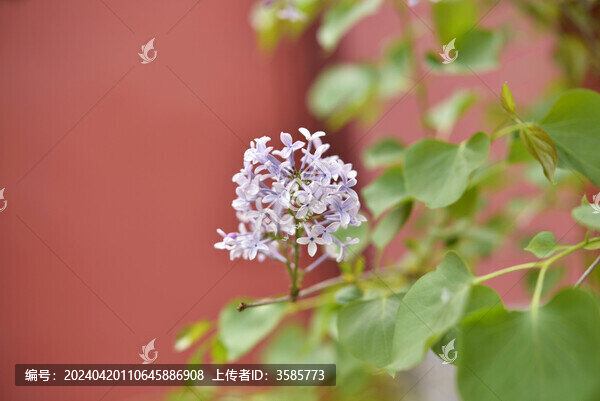 丁香花
