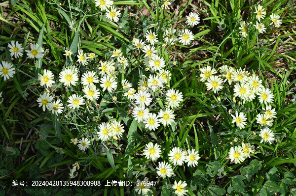 小花背景