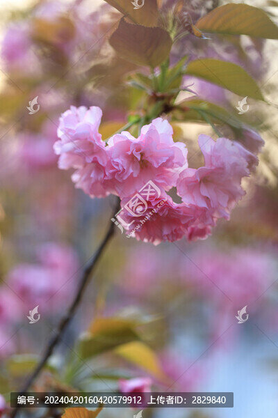 晚櫻花