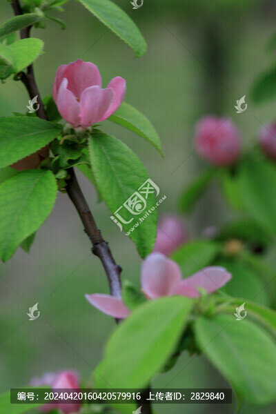 木瓜花