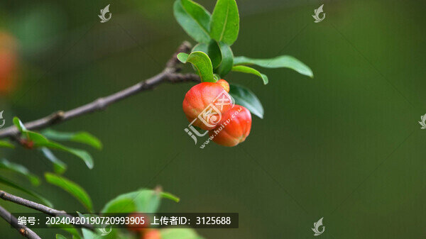 石榴花開(kāi)