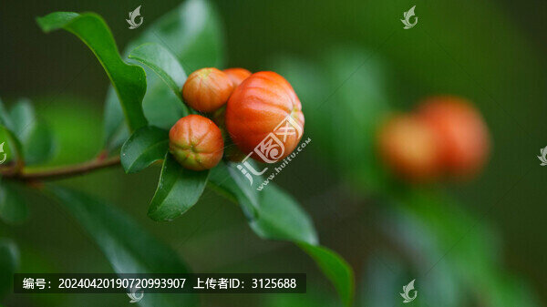 石榴花開(kāi)