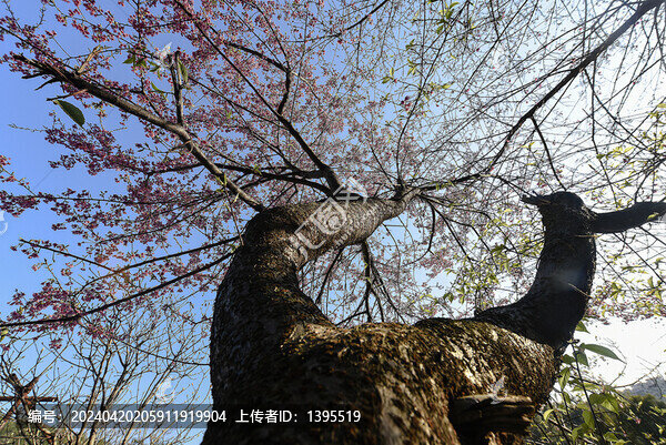 櫻花樹(shù)