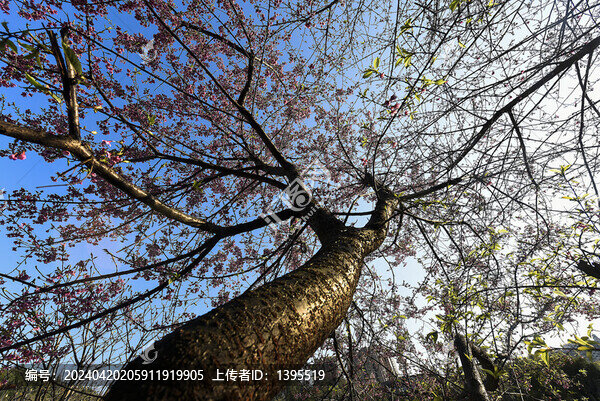 櫻花樹