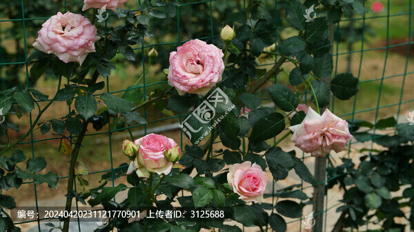 月季花