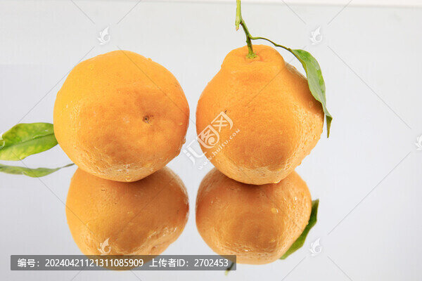 耙耙柑