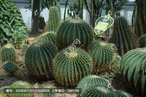 仙人掌