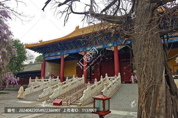 北京孔廟大成門古樹紫藤花
