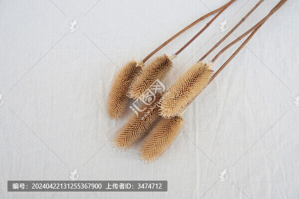 拉毛果