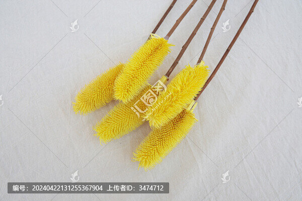 拉毛果
