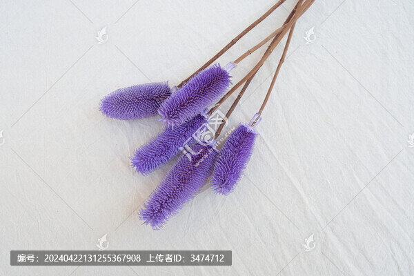 拉毛果